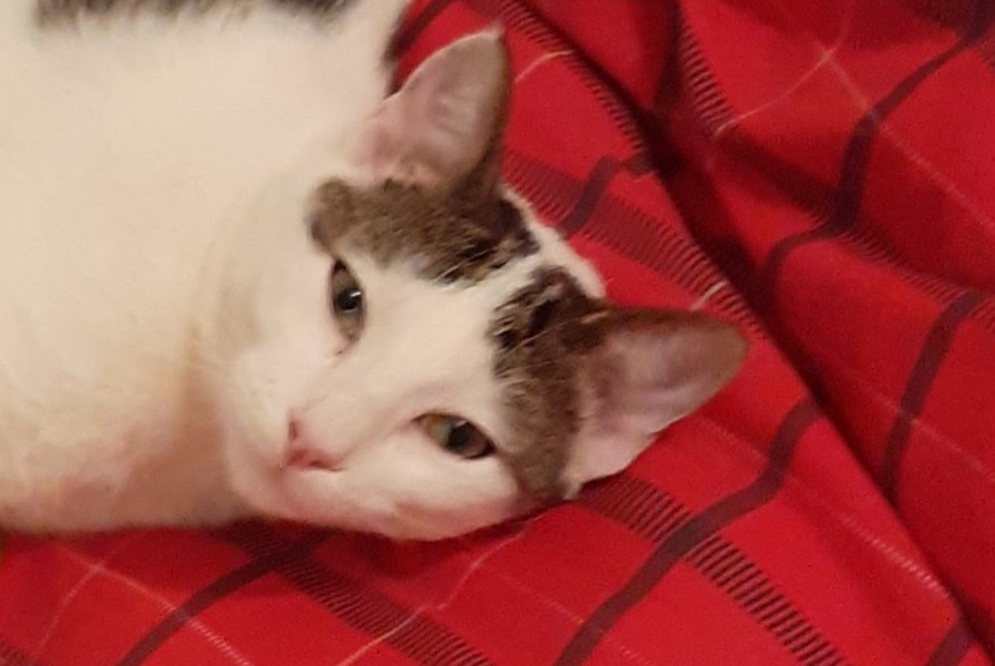 Disappearance alert Cat miscegenation Male , 5 years Saint-Sulpice-la-Pointe France