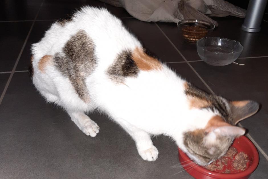 Discovery alert Cat Female , 2 years Auzouer-en-Touraine France