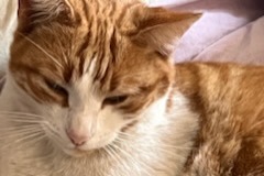 Disappearance alert Cat Male , 3 years Miramas France