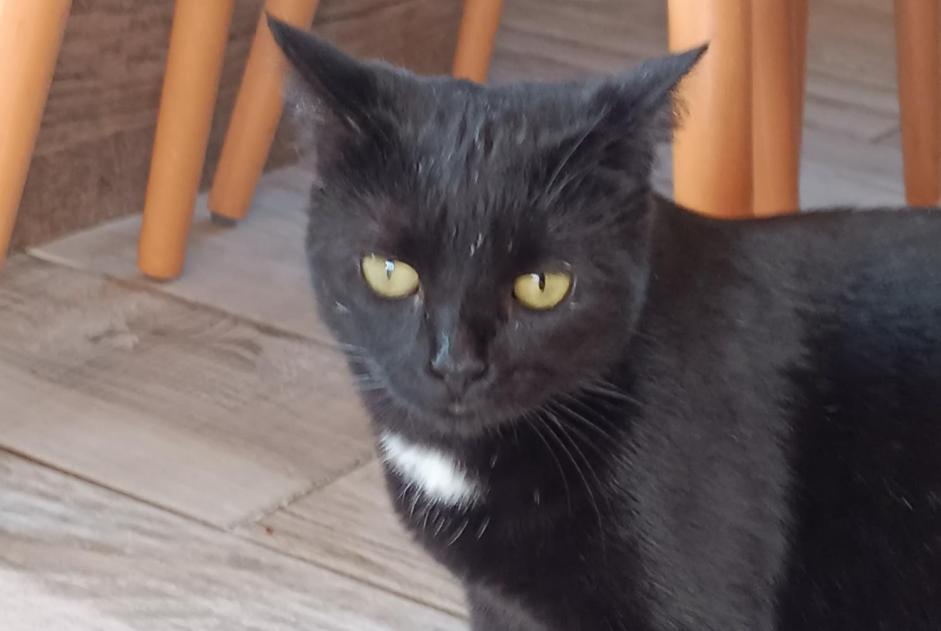 Disappearance alert Cat miscegenation Female , 2 years Joze France