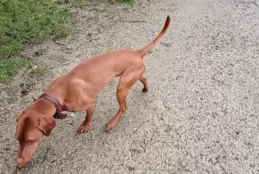 Discovery alert Dog  Male Auray France