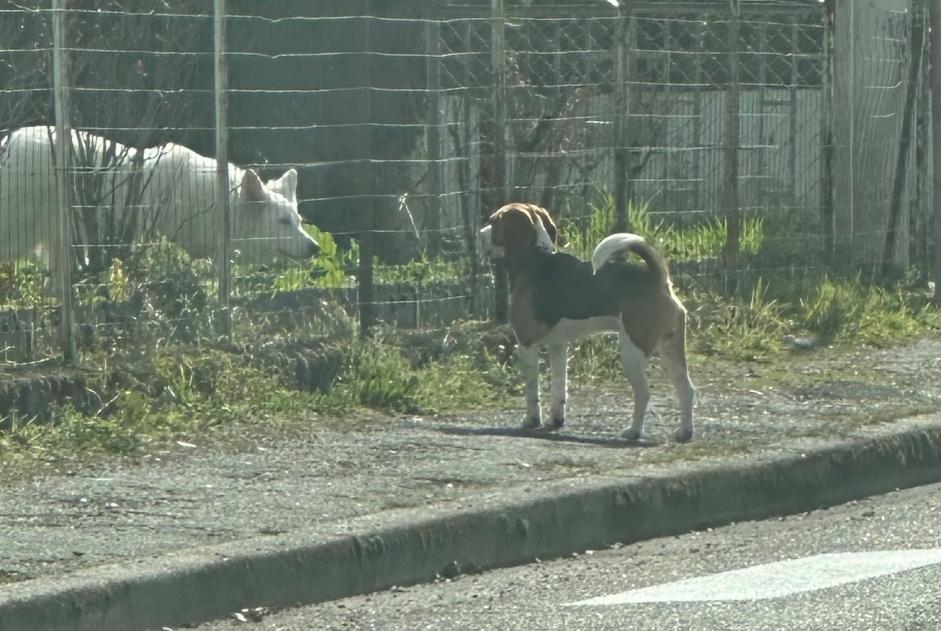 Discovery alert Dog  Unknown Bergerac France