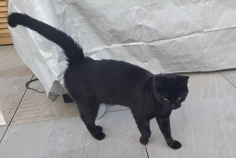 Discovery alert Cat Male , 1 year Denges Switzerland