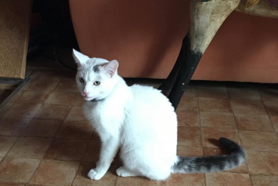 Discovery alert Cat Male Fournet-Blancheroche France