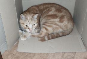 Disappearance alert Cat Male , 7 years Orléans France