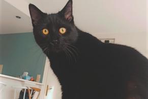 Disappearance alert Cat  Male , 1 years Lathus-Saint-Rémy France