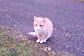 Discovery alert Cat Unknown Moutiers-en-Puisaye France