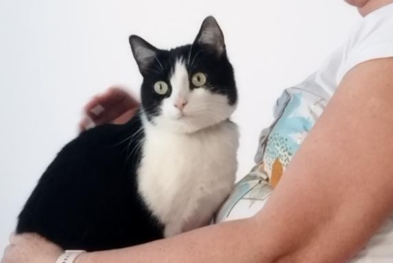 Disappearance alert Cat  Male , 6 years Besançon France