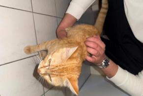 Discovery alert Cat Male Lausanne Switzerland