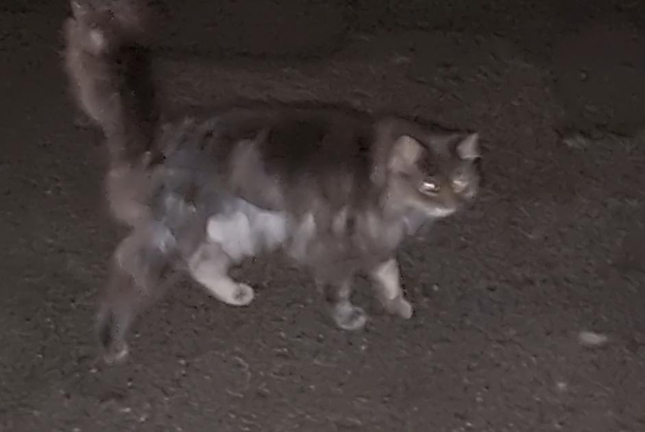 Discovery alert Cat Unknown Vullierens Switzerland