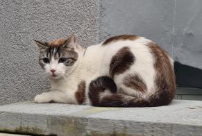 Discovery alert Cat Unknown Yverdon-les-Bains Switzerland