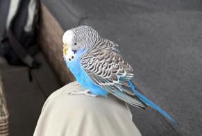 Discovery alert Bird Unknown Morlon Switzerland