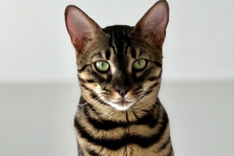 Disappearance alert Cat  Male , 3 years Collonge-Bellerive Switzerland