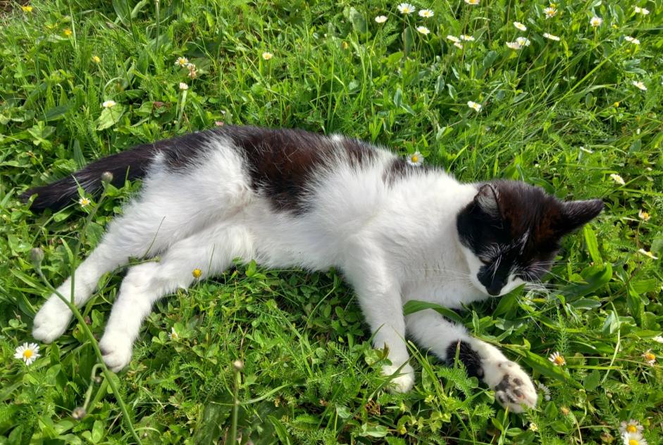 Disappearance alert Cat  Female , 4 years Eysins Switzerland
