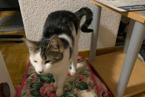 Disappearance alert Cat Female , 1 years Courtelary Switzerland