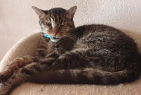 Disappearance alert Cat  Male , 14 years Bramois Switzerland