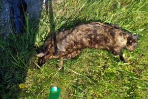 Discovery alert Cat Unknown , 5 years Gibloux Switzerland