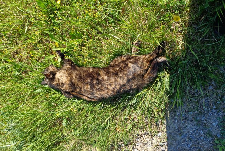 Discovery alert Cat Unknown , 5 years Gibloux Switzerland