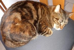 Disappearance alert Cat  Female , 2 years Vétroz Switzerland