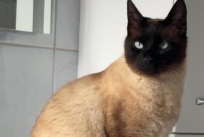 Disappearance alert Cat  Male , 3 years Châtonnaye Switzerland