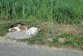 Discovery alert Cat Unknown Estavayer Switzerland
