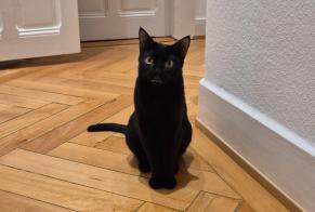 Disappearance alert Cat  Male , 1 years Genève Switzerland
