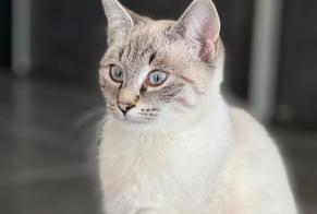 Discovery alert Cat Unknown Brie France