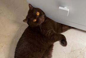 Disappearance alert Cat  Male , 6 years Orihuela Costa Spain