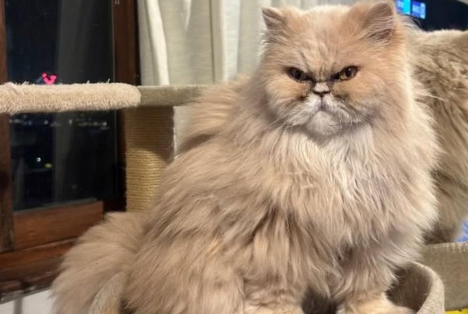 Cat Gone in Las Palmas de Gran Canaria (Las Palmas, Spain)  - disappearance  Pet Alert  alert #359900