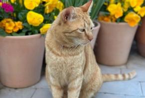 Disappearance alert Cat Male , 5 yeahr La Manga del Mar Menor Spain