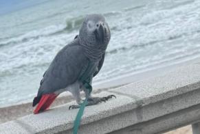 Disappearance alert Bird Male , 2026 yeahr Sitges Spain
