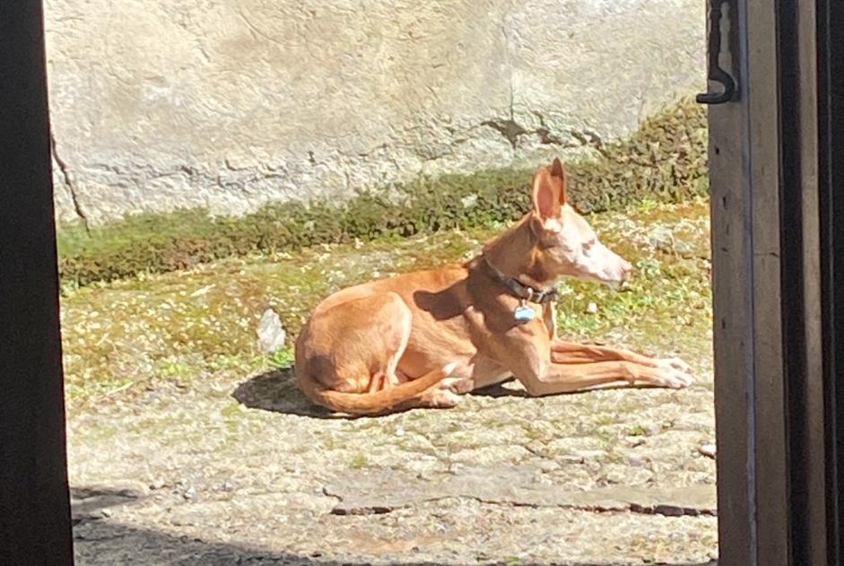 Dog Gone in Rugando (Lugo, Spain)  - disappearance  Pet Alert  alert #364269