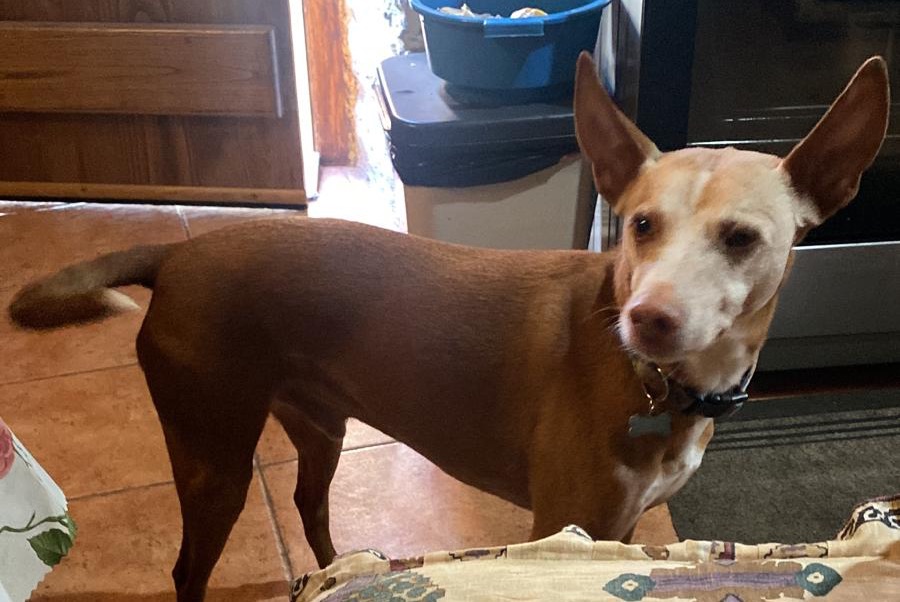 Dog Gone in Rugando (Lugo, Spain)  - disappearance  Pet Alert  alert #364269
