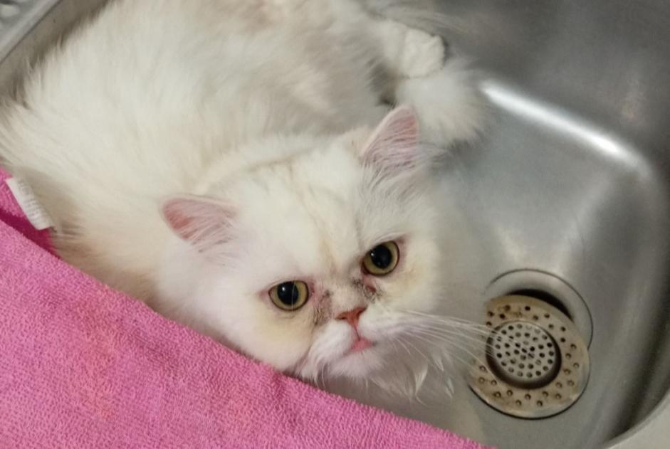 Cat Gone in Vilafant (Girona, Spain)  - disappearance  Pet Alert  alert #365069