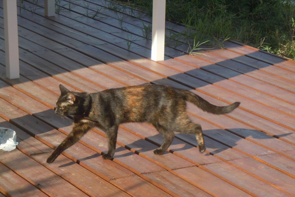 Alerta de Desaparición Gato  Hembra , 9 años Pusignan Francia