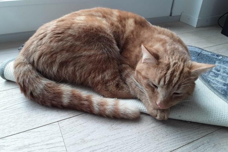 Alerta de Desaparición Gato  Macho , 7 años Delémont Suiza