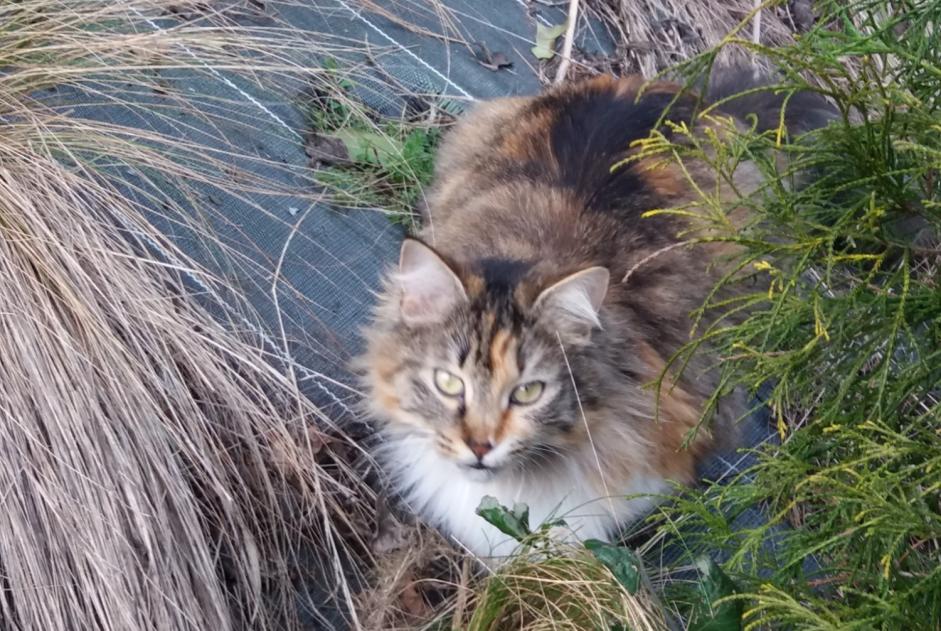 Alerta de Desaparición Gato  Hembra , 6 años Pruillé-le-Chétif Francia