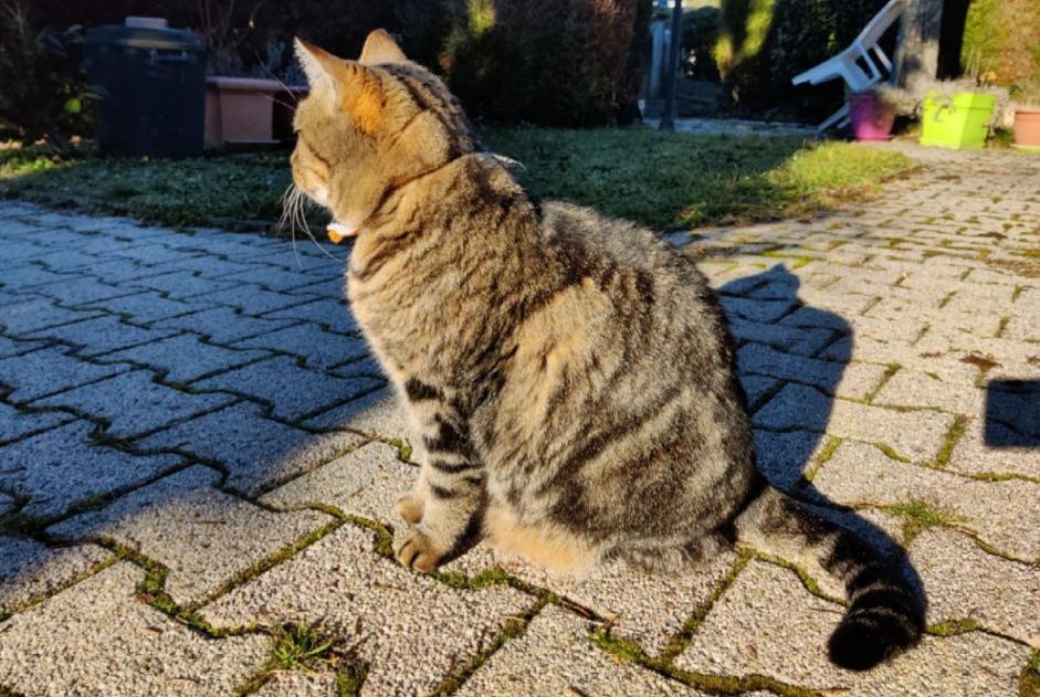 Alerta de Desaparición Gato  Macho , 9 años Tulle Francia