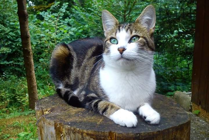 Alerta de Desaparición Gato cruce Hembra , 12 años Le Mouret Suiza