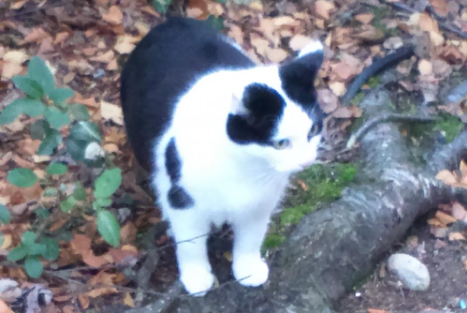 Alerta de Desaparición Gato  Hembra , 12 años Montaut-les-Créneaux Francia