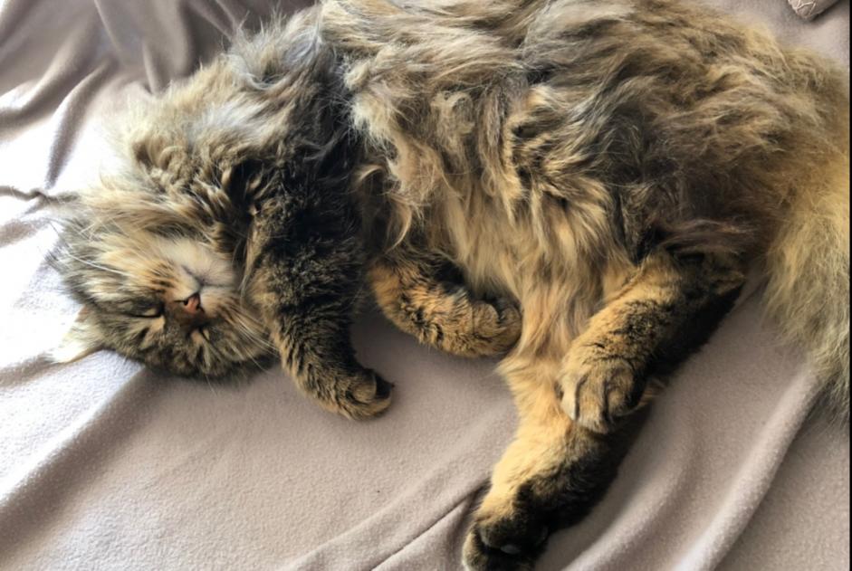 Alerta de Desaparición Gato cruce Macho , 8 años Versoix Suiza