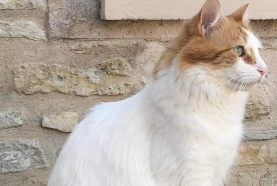 Alerta de Desaparición Gato cruce Macho , 5 años Chaville Francia