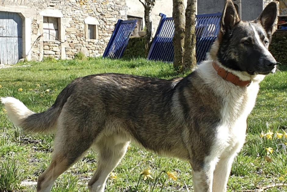 Alerta de Desaparición Perro cruce Macho , 5 años Colombies Francia