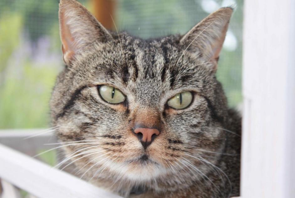 Alerta de Desaparición Gato cruce Macho , 11 años Cottens Suiza