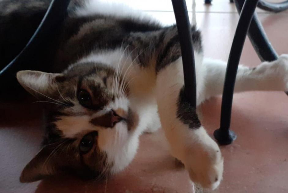 Alerta de Desaparición Gato  Macho , 5 años Pontchâteau Francia