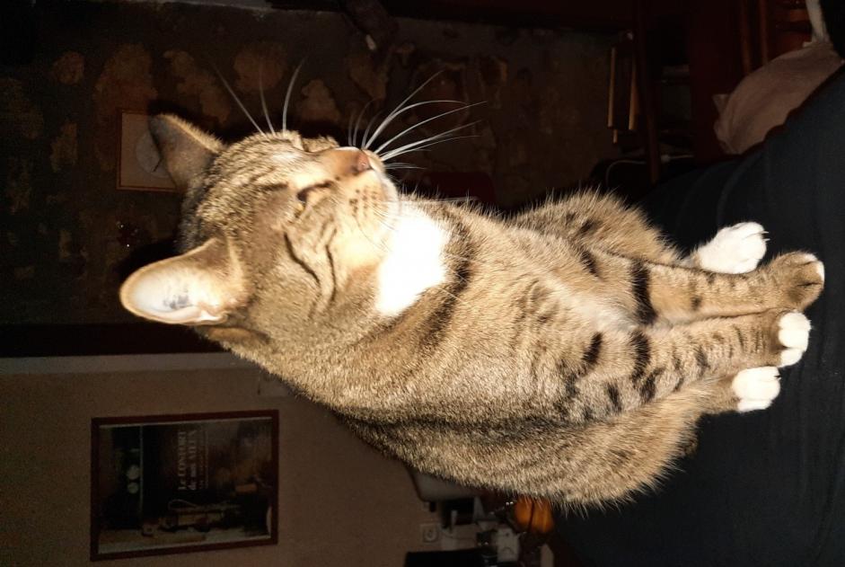 Alerta de Desaparición Gato cruce Hembra , 4 años Marigny-l'Église Francia