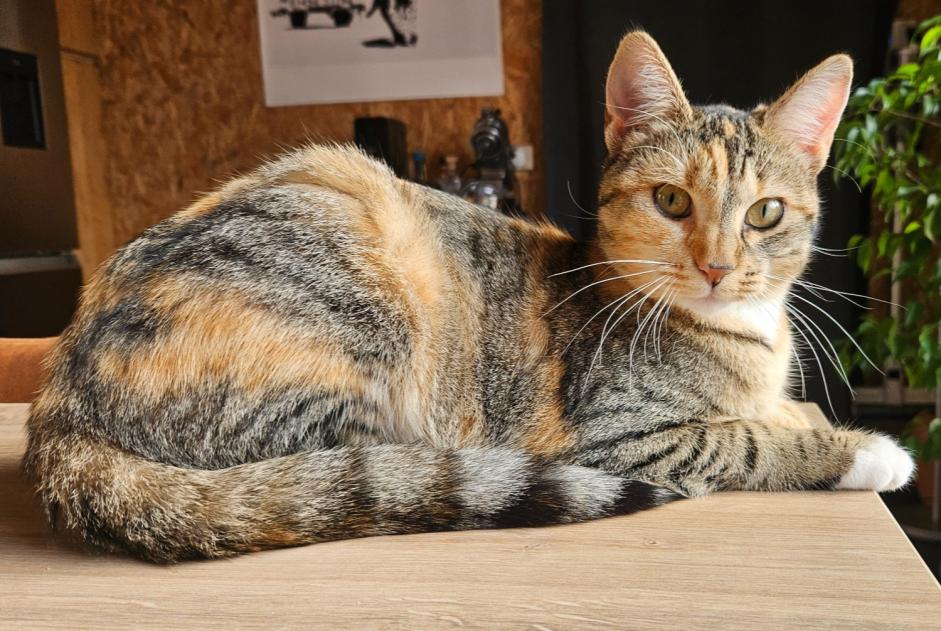 Alerta de Desaparición Gato cruce Hembra , 1 años Le Pecq Francia