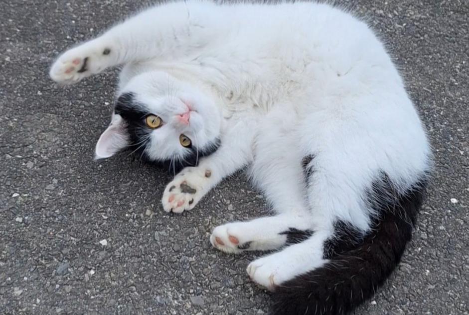 Alerta de Desaparición Gato Macho , 2 años Treytorrens (Payerne) Suiza