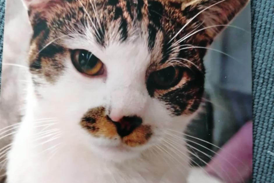 Alerta de Desaparición Gato cruce Macho , 1 años Manage Bélgica