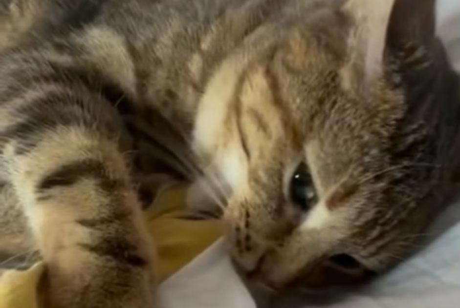 Alerta de Desaparición Gato Hembra , 3 años Mouen Francia
